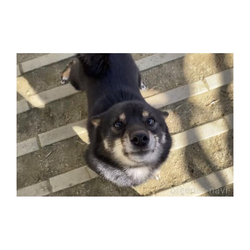 販売中の愛知県の豆柴-427315の3枚目