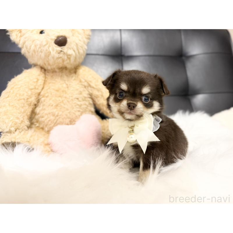 販売中の愛知県のチワワ(ロングコート)-427314の1枚目