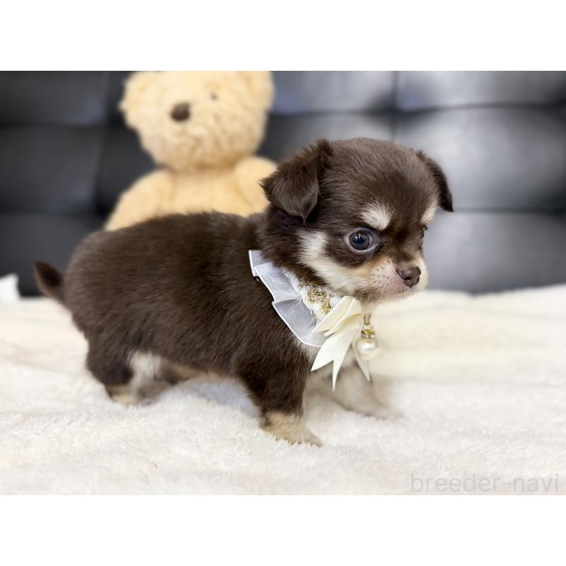 販売中の愛知県のチワワ(ロングコート)-427314の6枚目