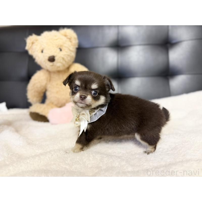 販売中の愛知県のチワワ(ロングコート)-427314の5枚目