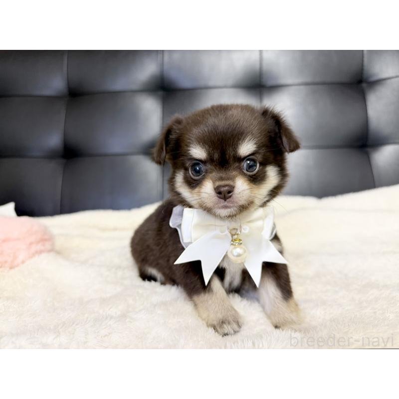 販売中の愛知県のチワワ(ロングコート)-427314の4枚目