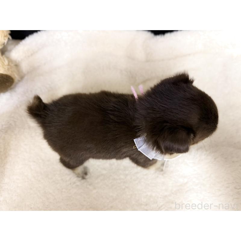 販売中の愛知県のチワワ(ロングコート)-427314の3枚目