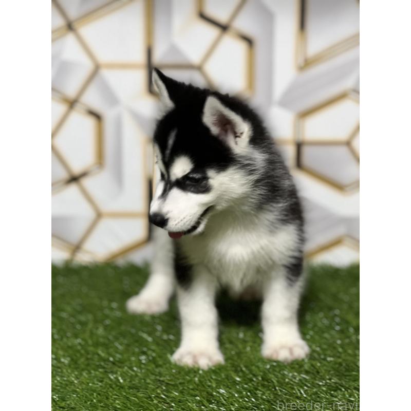 成約済の静岡県のシベリアンハスキー-425692の10枚目