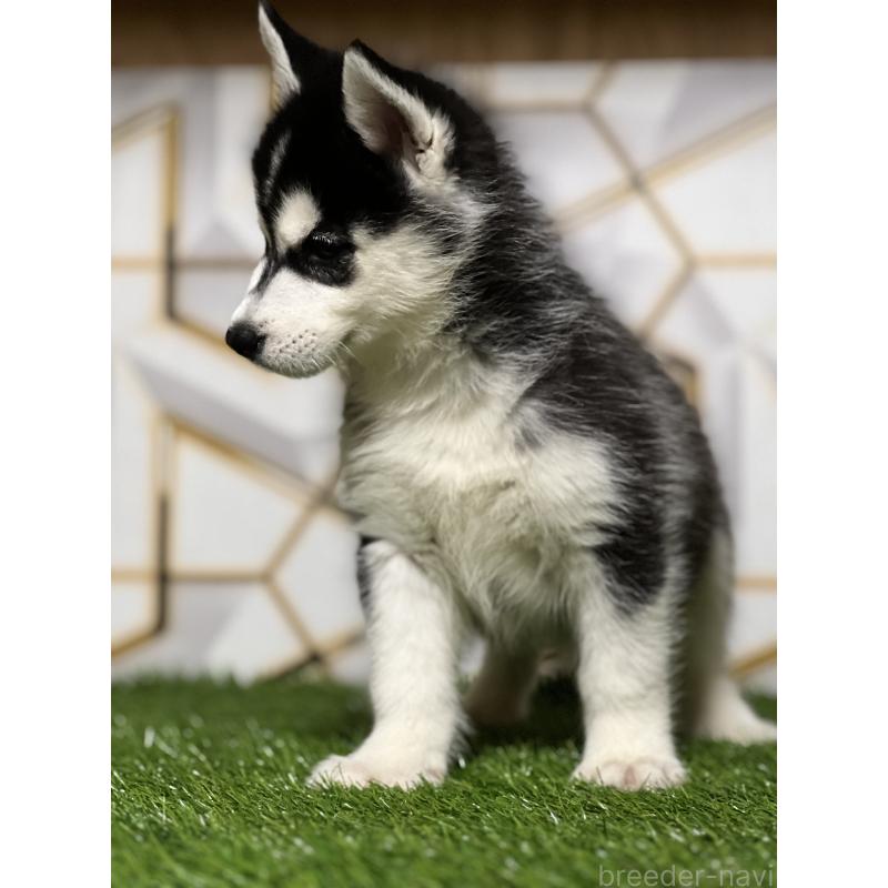 成約済の静岡県のシベリアンハスキー-425692の9枚目