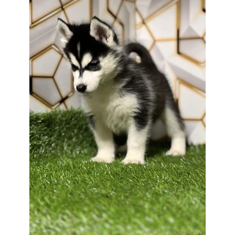 成約済の静岡県のシベリアンハスキー-425692の8枚目