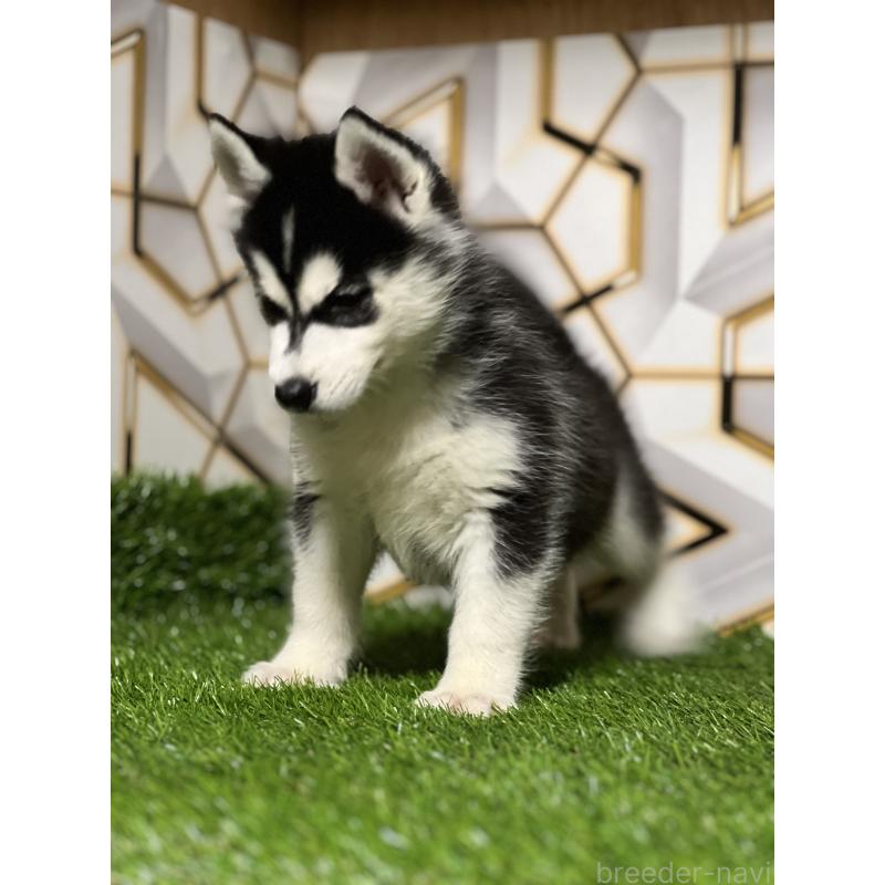 成約済の静岡県のシベリアンハスキー-425692の7枚目