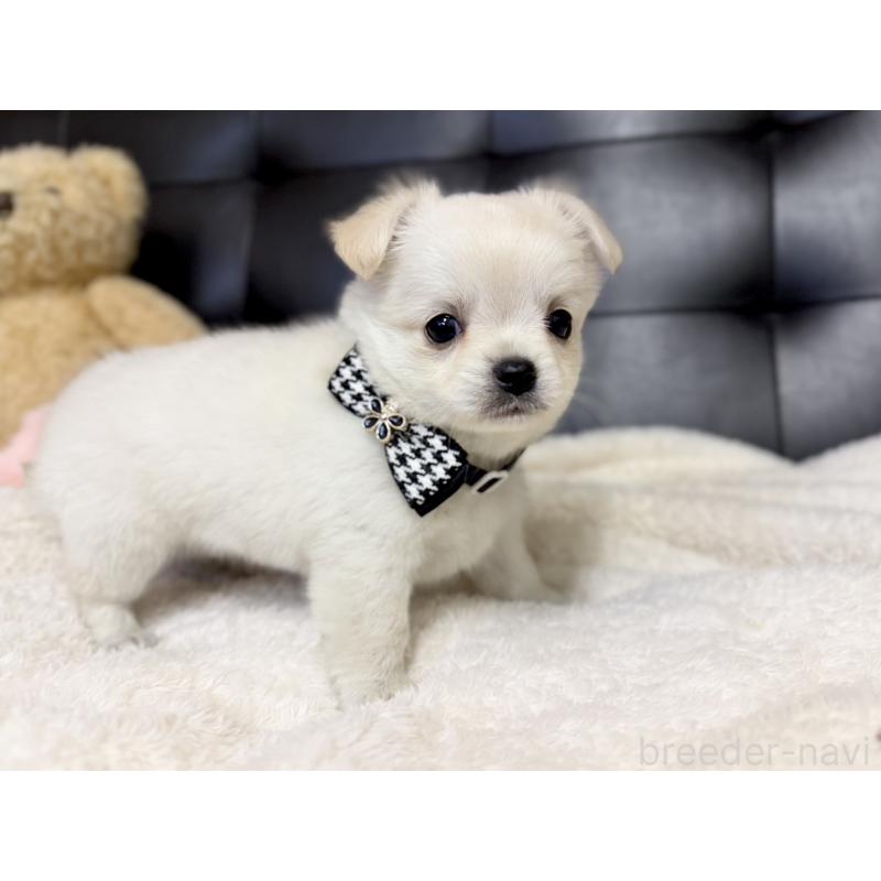 販売中の愛知県のチワワ(ロングコート)-427316