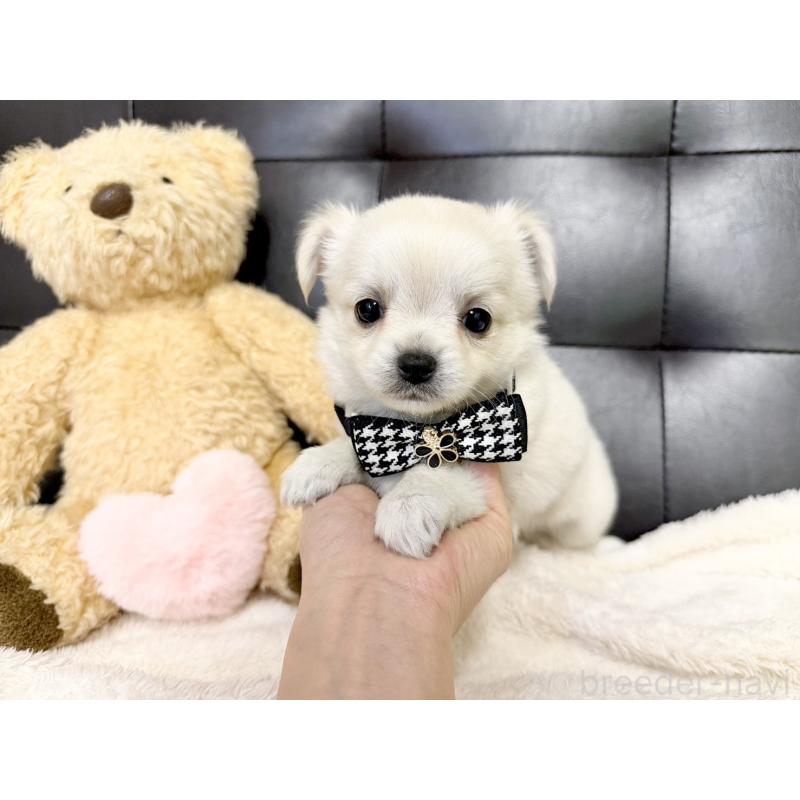 販売中の愛知県のチワワ(ロングコート)-427316の5枚目