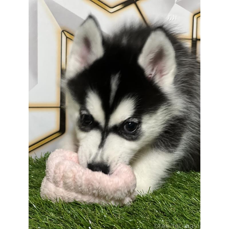 成約済の静岡県のシベリアンハスキー-425692の5枚目