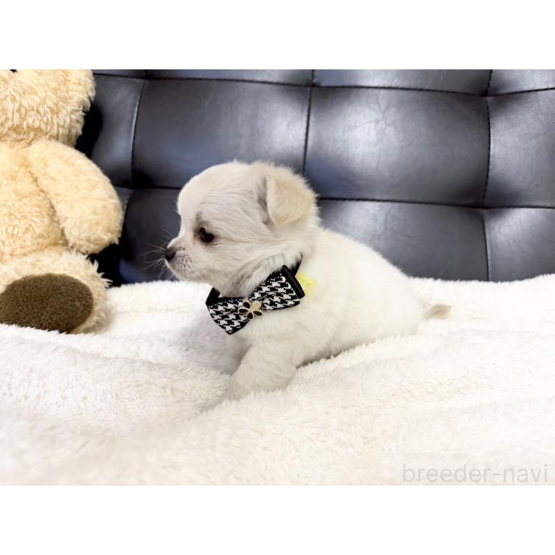 販売中の愛知県のチワワ(ロングコート)-427316の4枚目