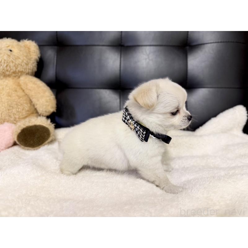 販売中の愛知県のチワワ(ロングコート)-427316の3枚目