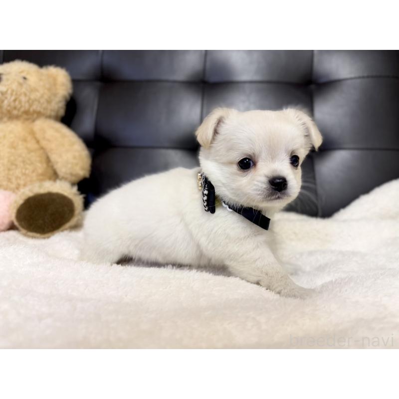 販売中の愛知県のチワワ(ロングコート)-427316の2枚目