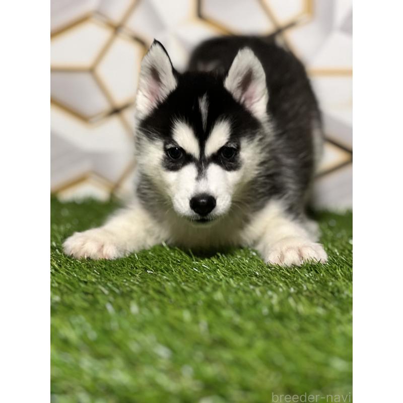 成約済の静岡県のシベリアンハスキー-425692の4枚目