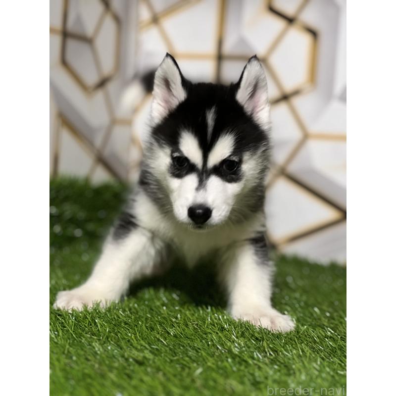 成約済の静岡県のシベリアンハスキー-425692の3枚目