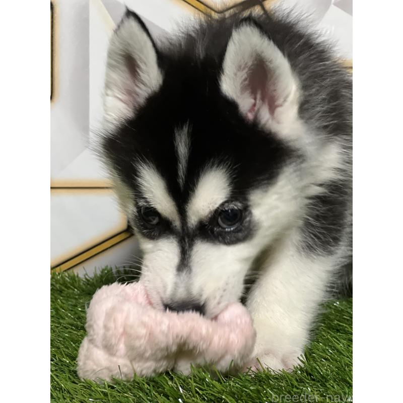 成約済の静岡県のシベリアンハスキー-425692の2枚目