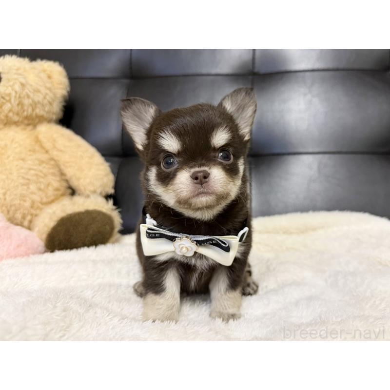 販売中の愛知県のチワワ(ロングコート)-427317