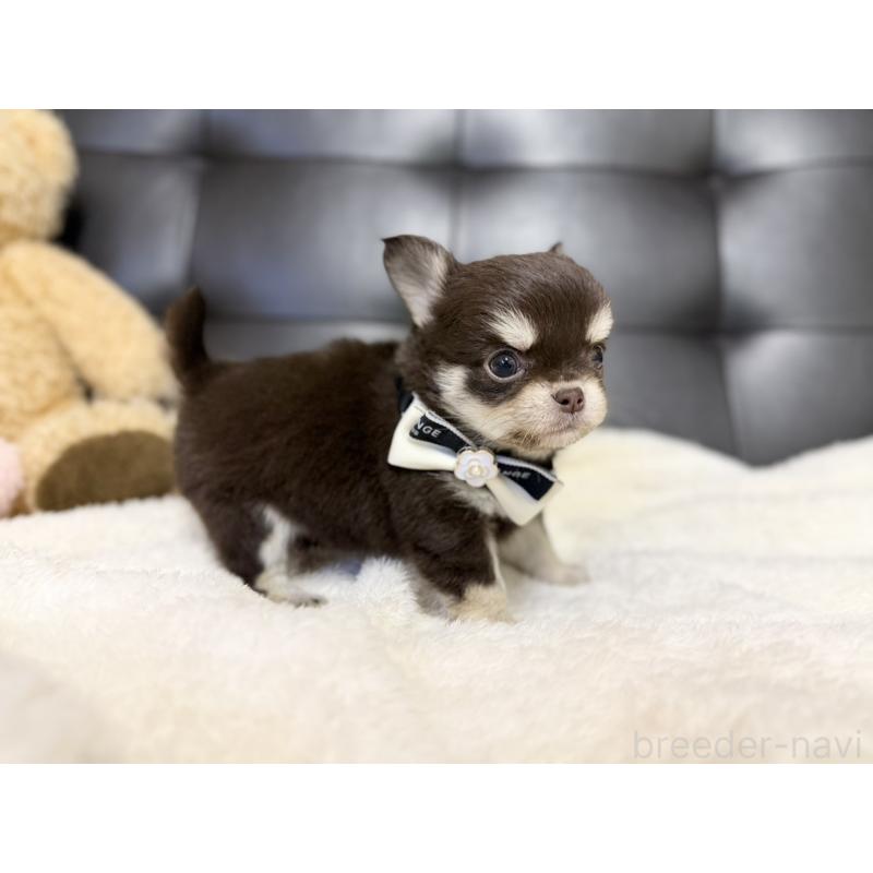 販売中の愛知県のチワワ(ロングコート)-427317の6枚目