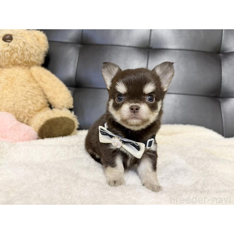 販売中の愛知県のチワワ(ロングコート)-427317の5枚目