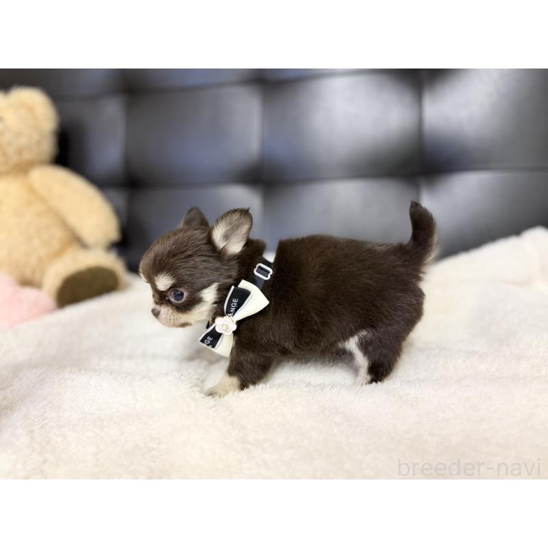 販売中の愛知県のチワワ(ロングコート)-427317の4枚目