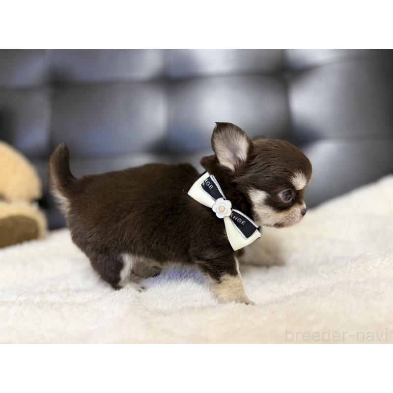 販売中の愛知県のチワワ(ロングコート)-427317の3枚目