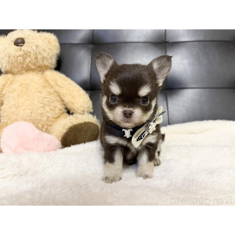 販売中の愛知県のチワワ(ロングコート)-427317の2枚目