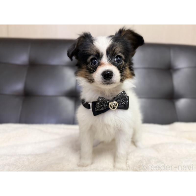 販売中の愛知県のパピヨン-427318