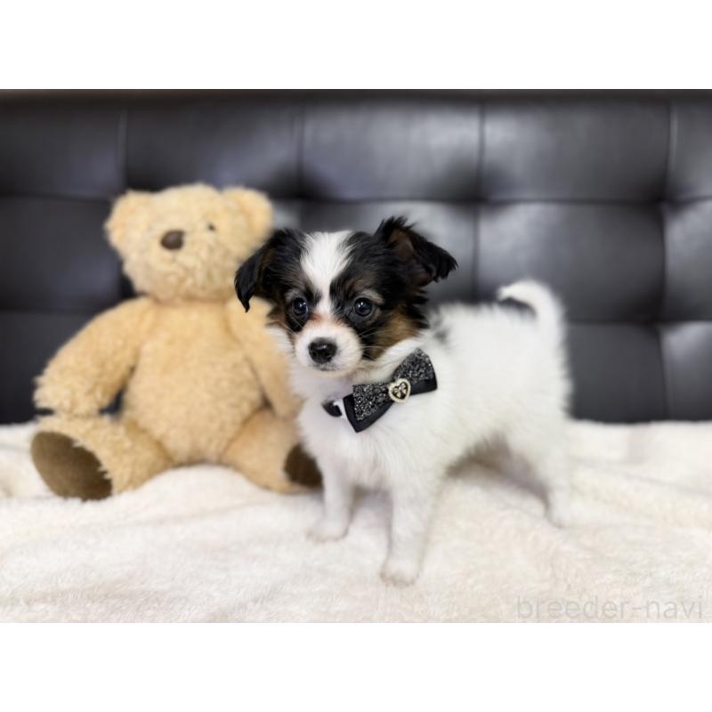 販売中の愛知県のパピヨン-427318の5枚目