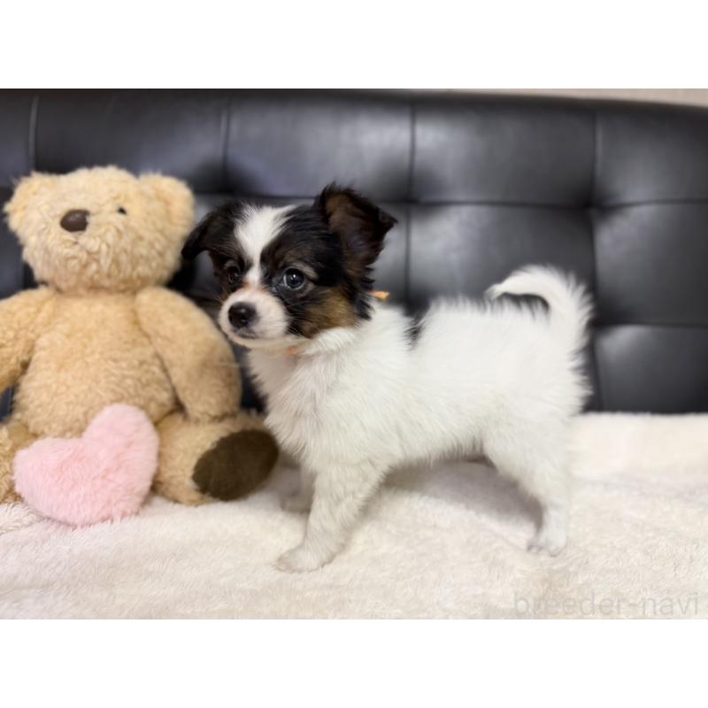 販売中の愛知県のパピヨン-427318の4枚目