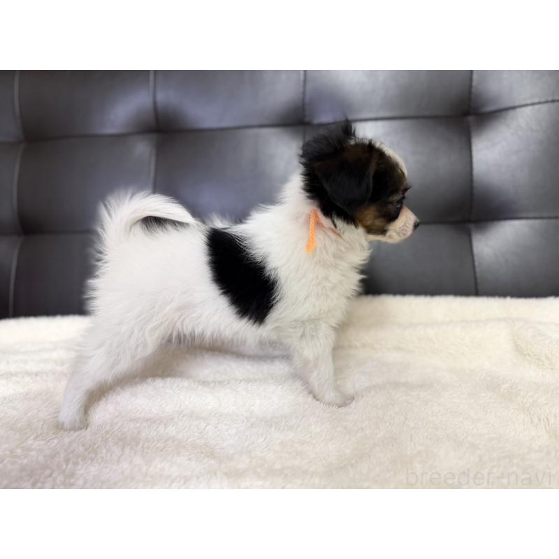 販売中の愛知県のパピヨン-427318の3枚目