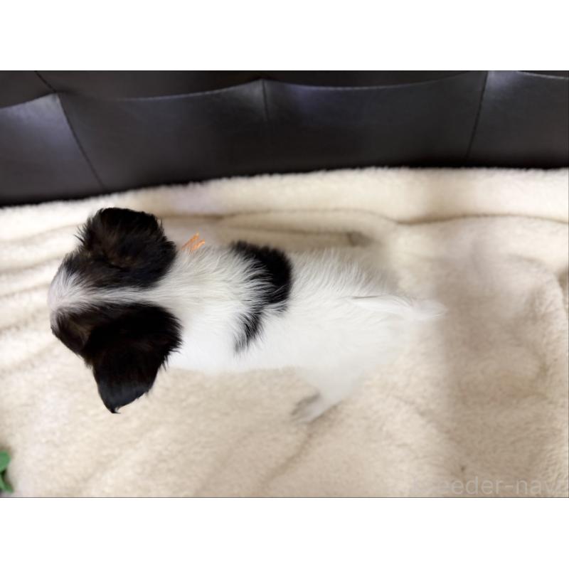 販売中の愛知県のパピヨン-427318の2枚目