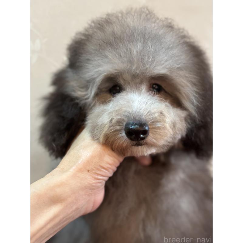 販売中の宮崎県のティーカッププードル-427324の4枚目