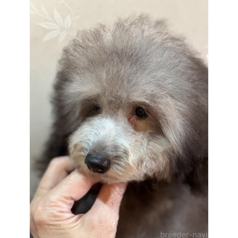 販売中の宮崎県のティーカッププードル-427324の3枚目