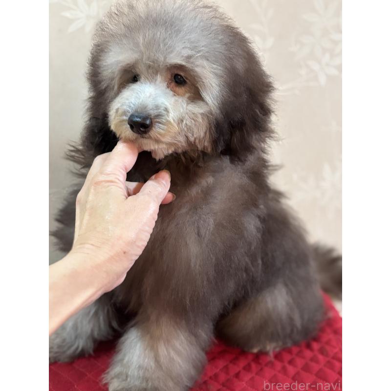 販売中の宮崎県のティーカッププードル-427324の2枚目