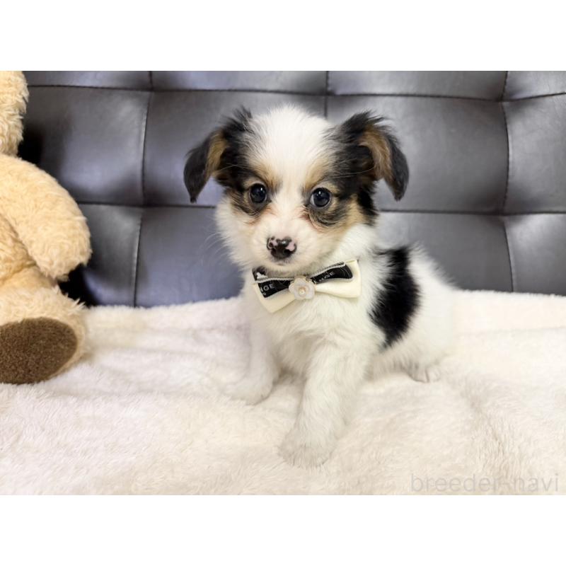 販売中の愛知県のパピヨン-427319