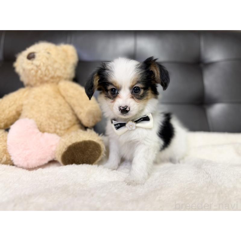 販売中の愛知県のパピヨン-427319の6枚目