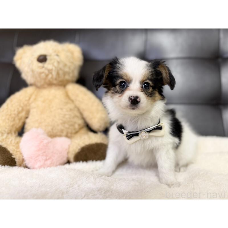 販売中の愛知県のパピヨン-427319の5枚目