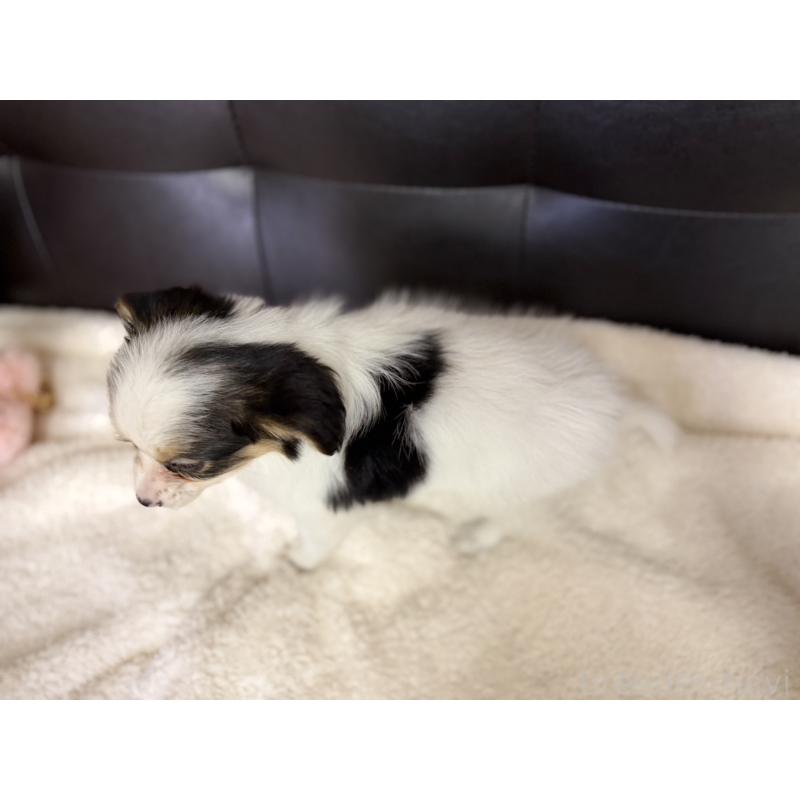 販売中の愛知県のパピヨン-427319の4枚目