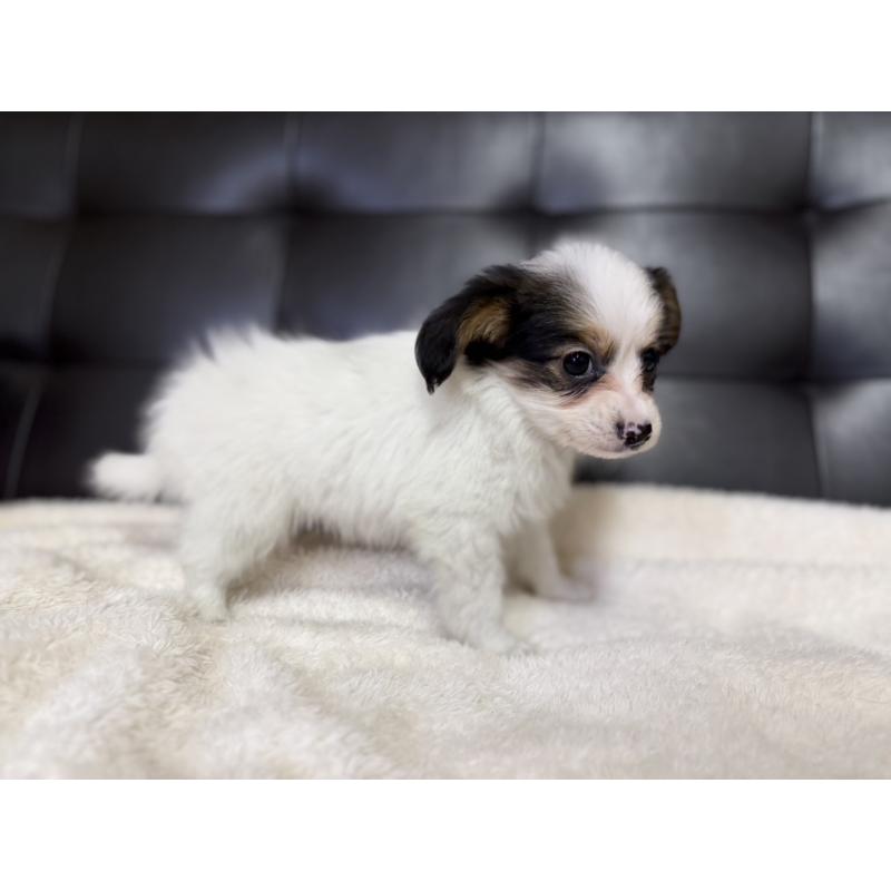 販売中の愛知県のパピヨン-427319の3枚目