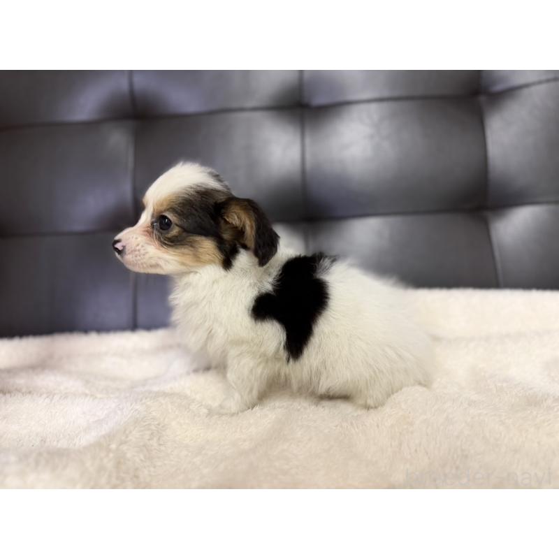 販売中の愛知県のパピヨン-427319の2枚目