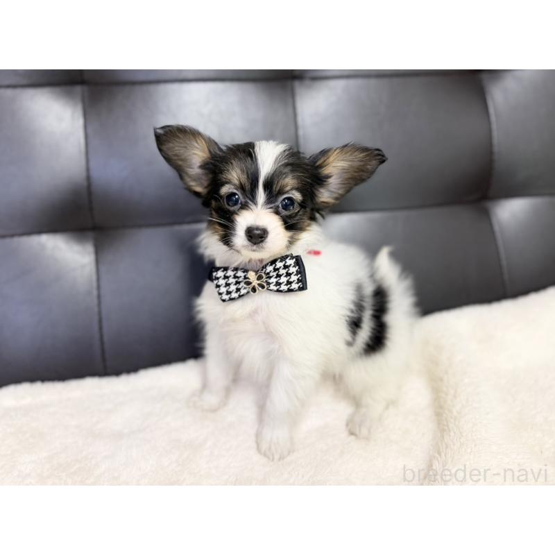 販売中の愛知県のパピヨン-427320の1枚目