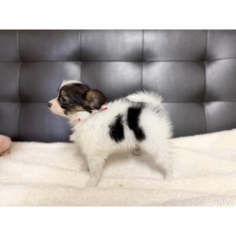 販売中の愛知県のパピヨン-427320の5枚目