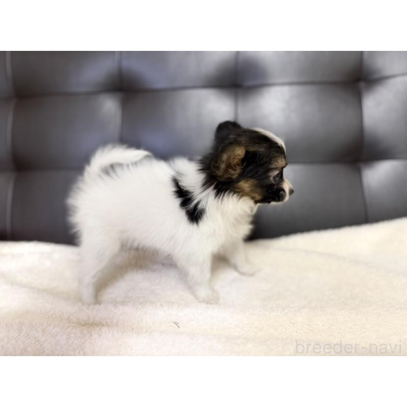 販売中の愛知県のパピヨン-427320の4枚目