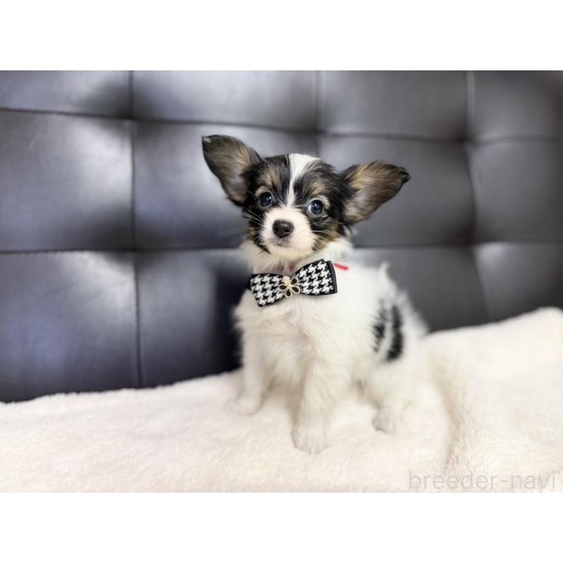 販売中の愛知県のパピヨン-427320の3枚目