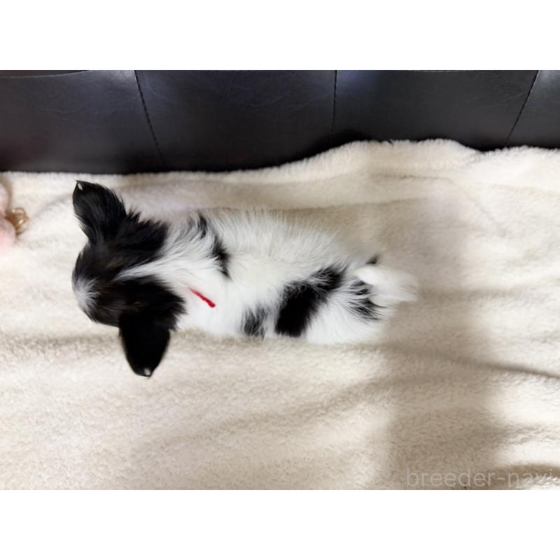 販売中の愛知県のパピヨン-427320の2枚目