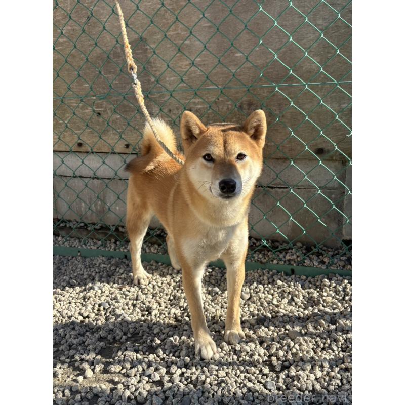販売中の愛知県の柴犬-427321の4枚目