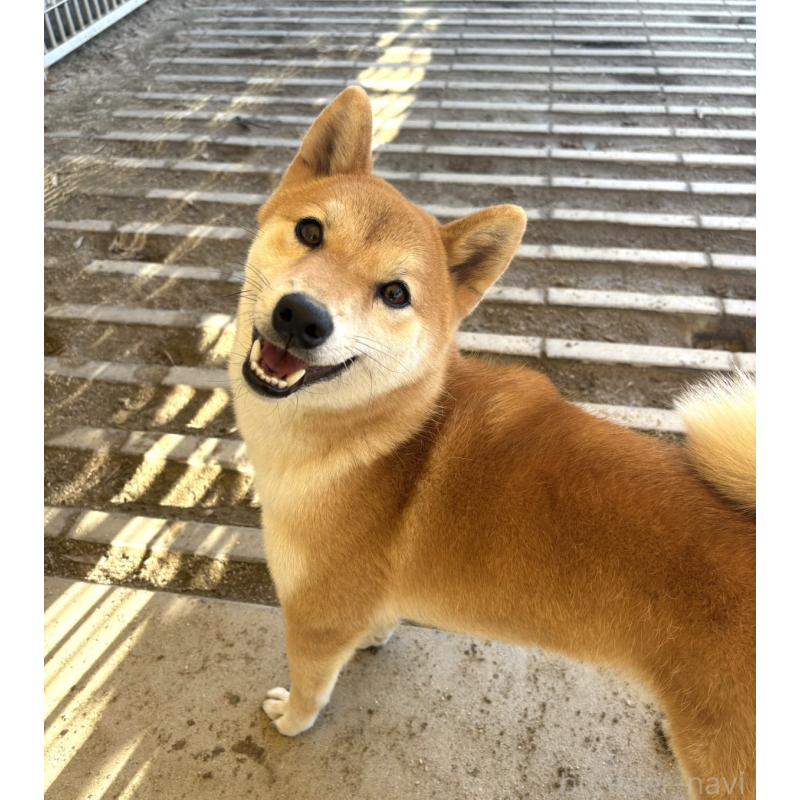 販売中の愛知県の柴犬-427321の3枚目