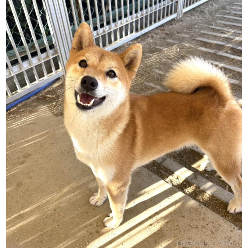 販売中の愛知県の柴犬-427321の2枚目