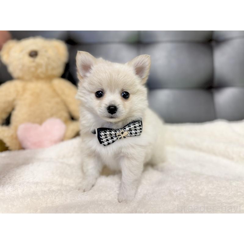 販売中の愛知県のポメチワ:ポメラニアン×チワワ-427322の1枚目
