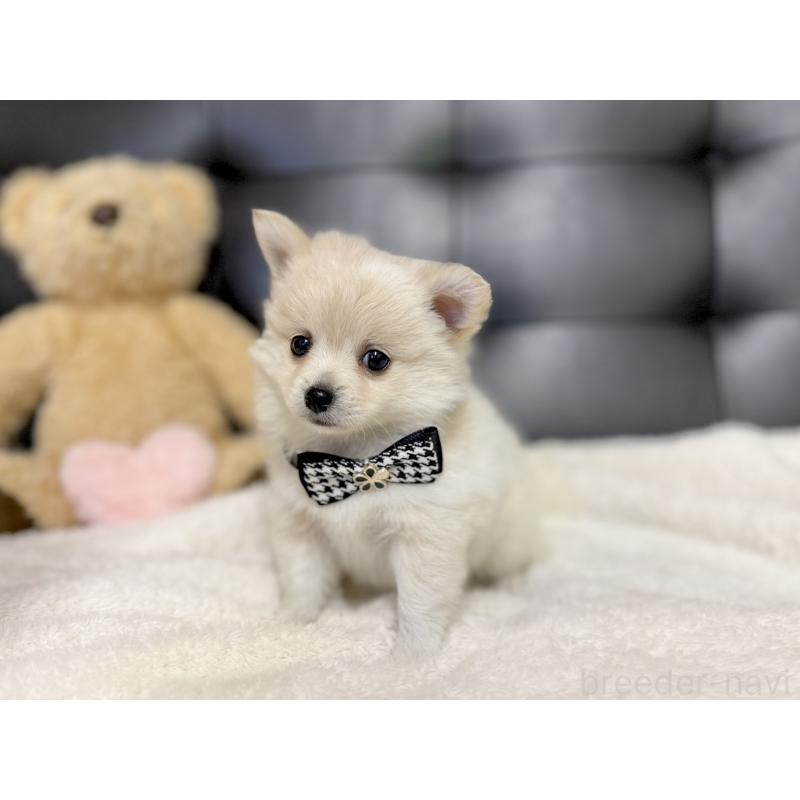 販売中の愛知県のポメチワ:ポメラニアン×チワワ-427322の5枚目