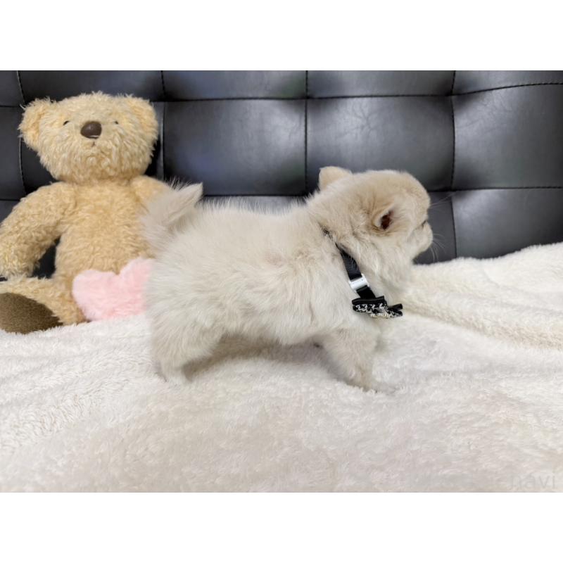 販売中の愛知県のポメチワ:ポメラニアン×チワワ-427322の4枚目